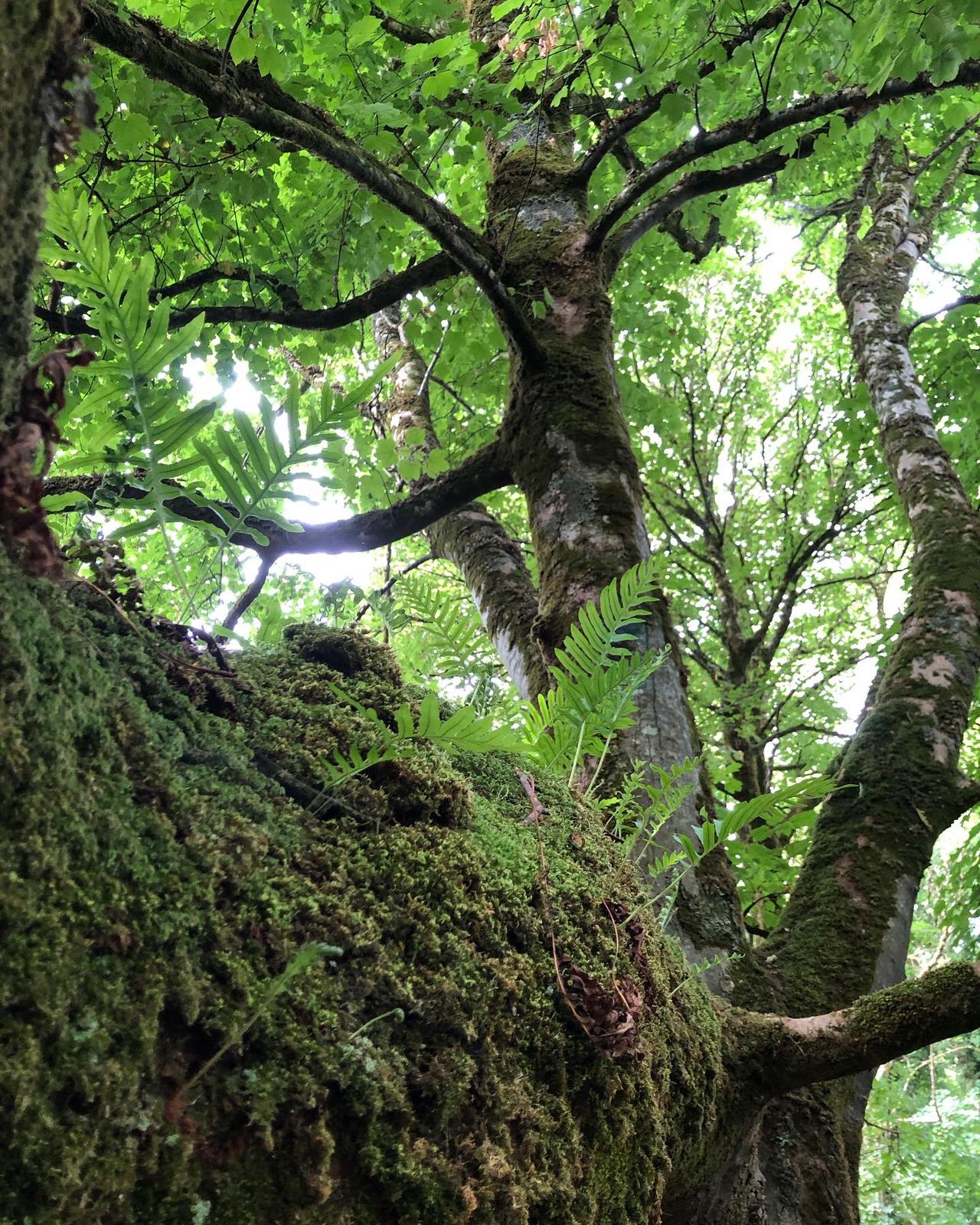 Wellbeing in Nature - Forest Bathing