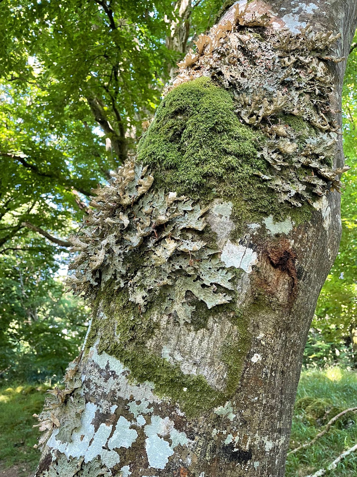 Wellbeing in Nature - Forest Bathing