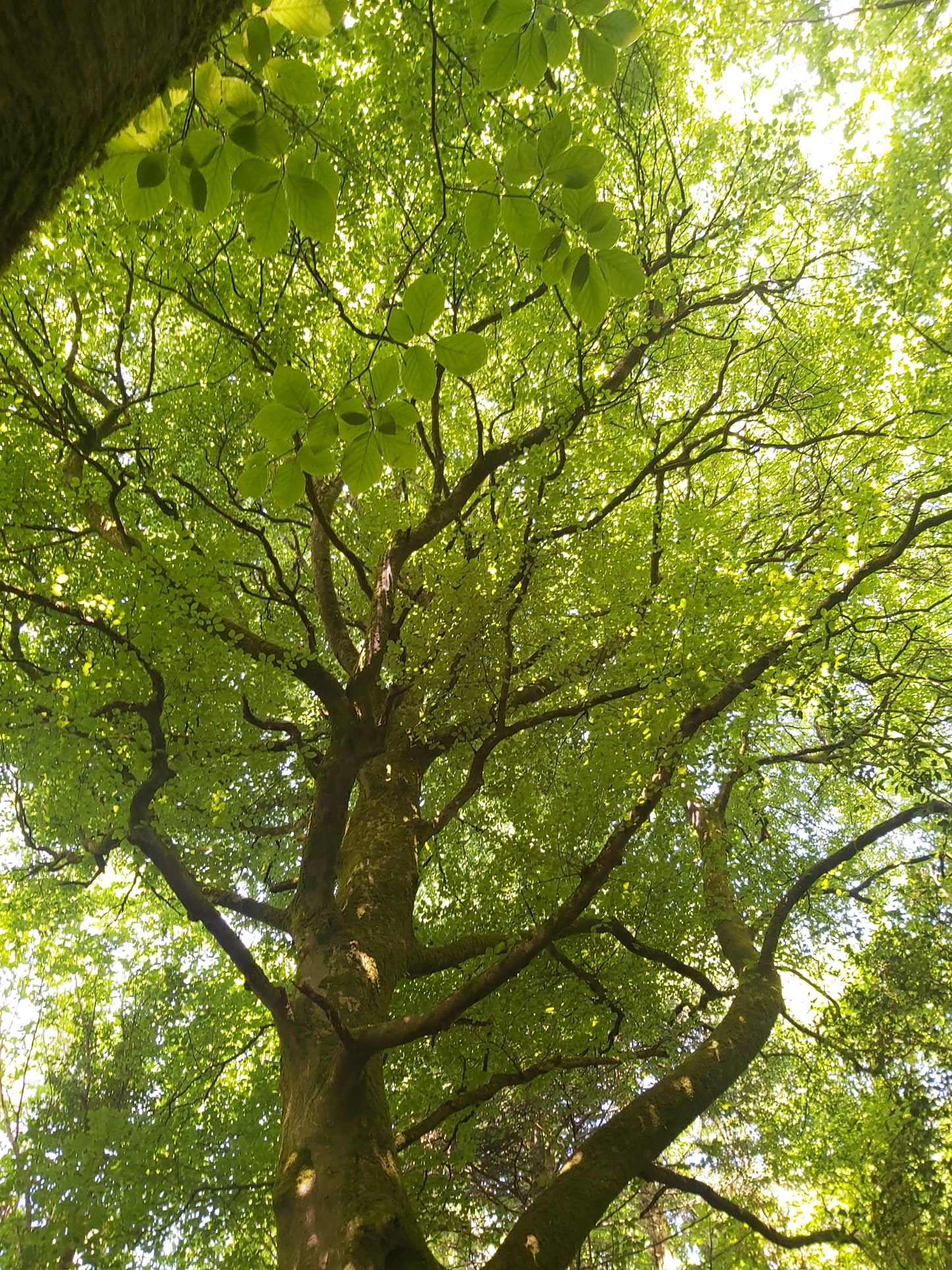 Wellbeing in Nature - Forest Bathing