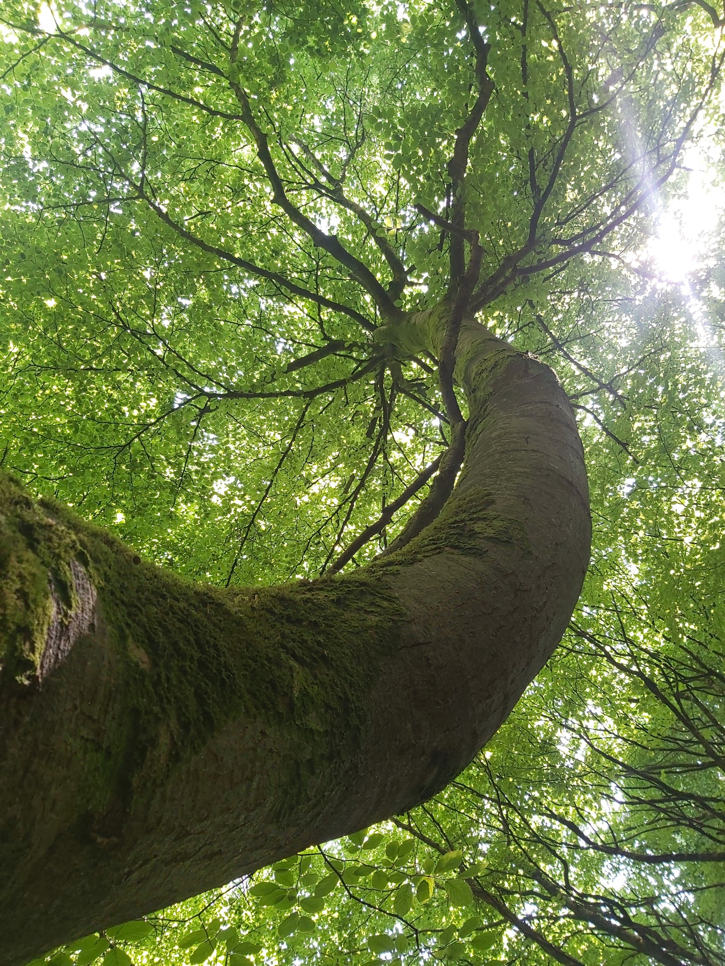 Wellbeing in Nature - Forest Bathing