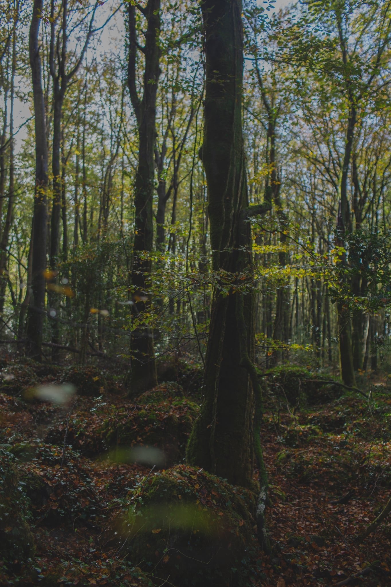 The Art of Living - a retreat.