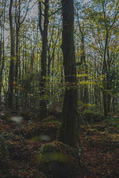 The Art of Living - a retreat.